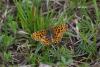Boloria dia